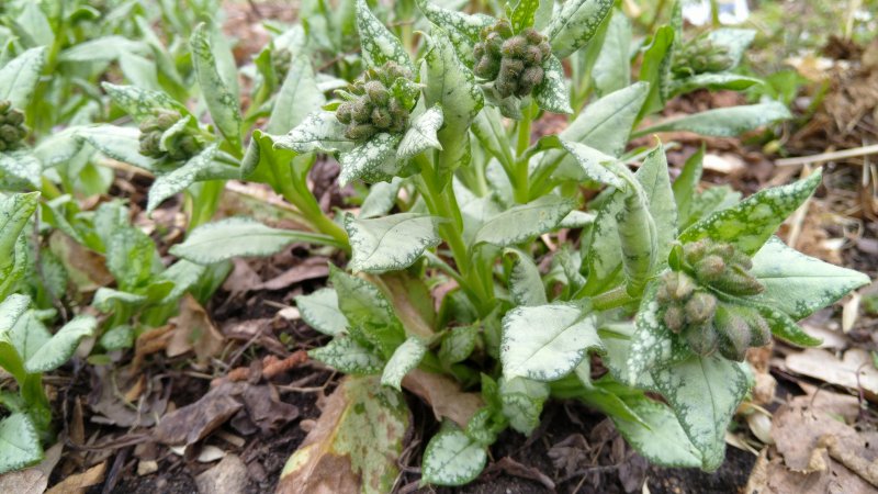 Pulmonaria 'Moonshine' Valkotäpläimikkä